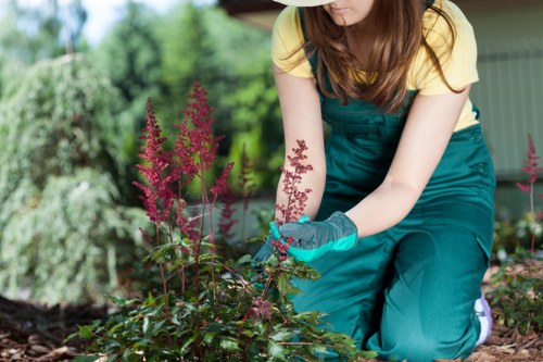 Hedge trimming and turf removal services in Gipsy Hill